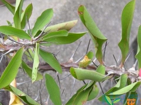 怎样抢救萎蔫的花卉植物？