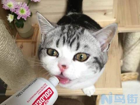 猫可以吃鸡头吗？