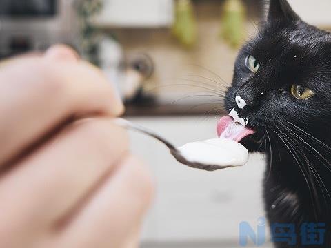 猫可以吃品高乳酸菌？