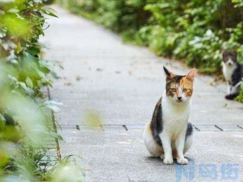 猫喉咙卡鱼刺会死吗？