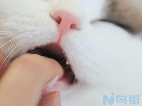 孕猫可以吃赖氨酸吗？