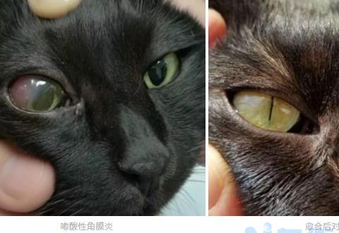 猫嘴角发红什么原因？