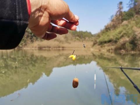 鲮鱼钓底还是钓浮？