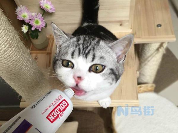 绿箩猫可以吃吗？