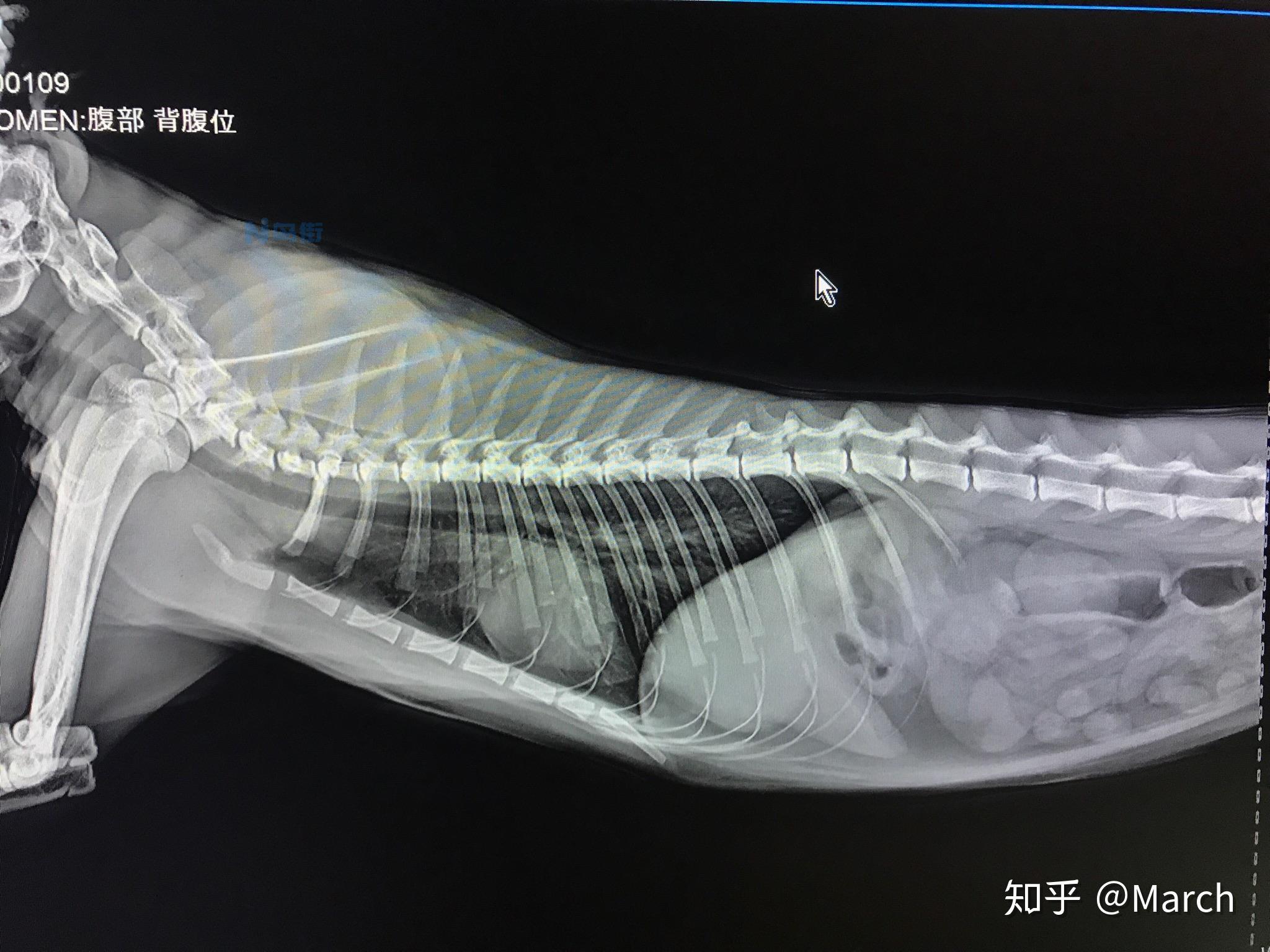 猫胃肠炎和球虫区别？