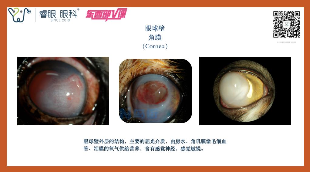 犬猫角膜溃疡检查方法？