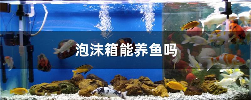 泡沫箱养鱼会不会漏水？