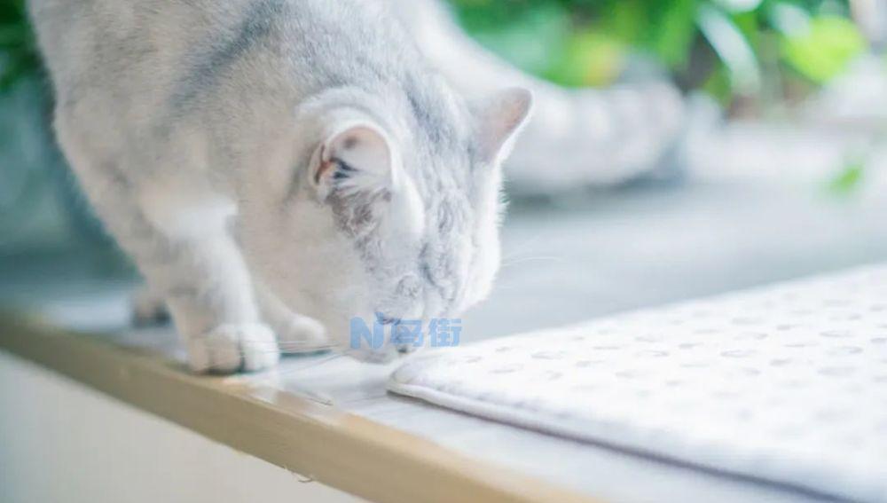 点了蚊香后家里猫死了？