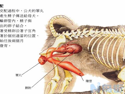 狗后腿血管在哪个位置？