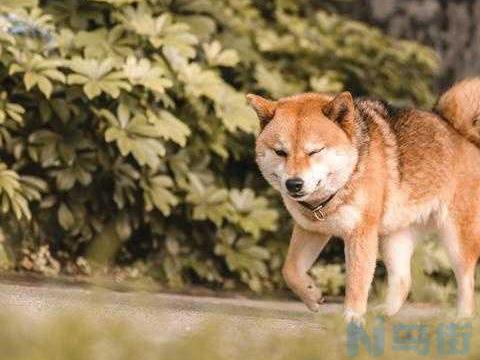 东莞血统纯正雌柴犬都吃什么？