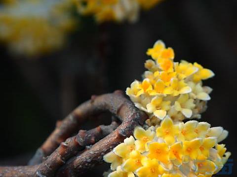 结香花怎么养？