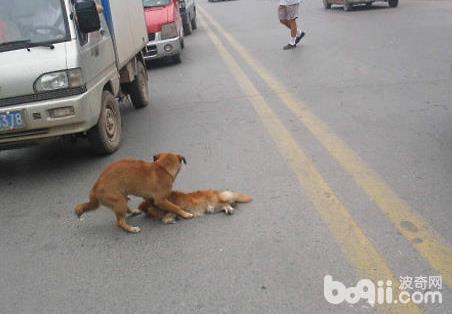 狗被车撞后腿脱臼有什么症状？