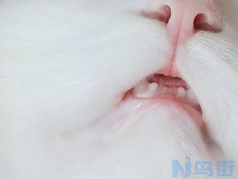 猫赖氨酸过量会怎么样？