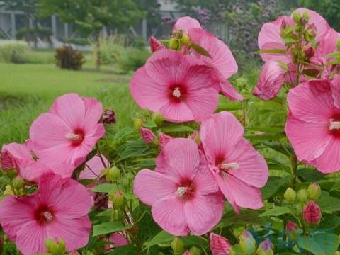 盆栽芙蓉花怎么养？盆栽芙蓉花的养殖方法如下