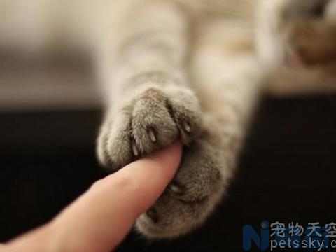 猫一直重复伸爪子抓拢？