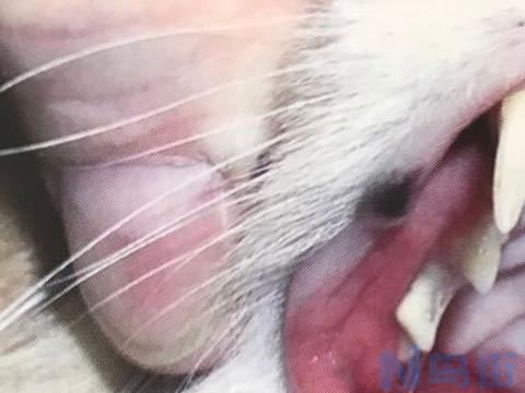 猫喉咙溃疡多久能好？