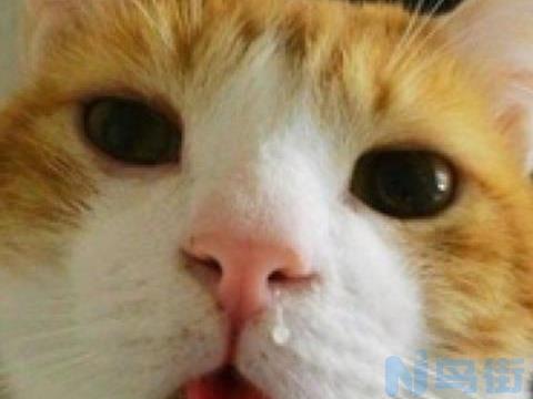 猫喉咙咕咕响是感冒了吗？