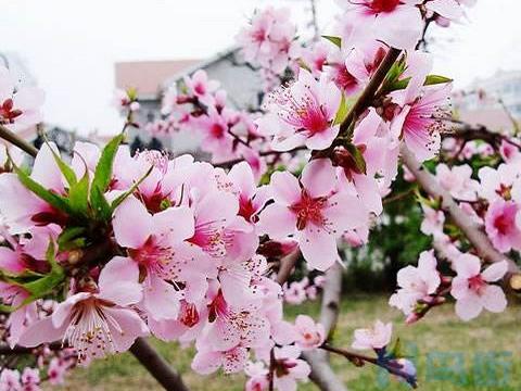 博美几个月尾巴会开花？