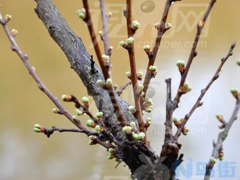 桃树夏季应该怎么修剪？