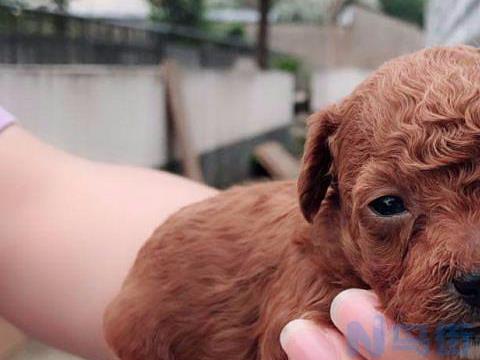 泰迪犬出生多长时间可以下崽？