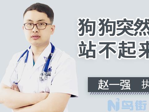 狗后腿瘫痪但是不疼怎么回事？