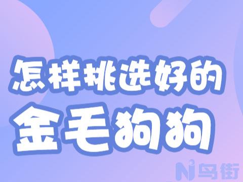 金毛几个月可以吃鸡架？