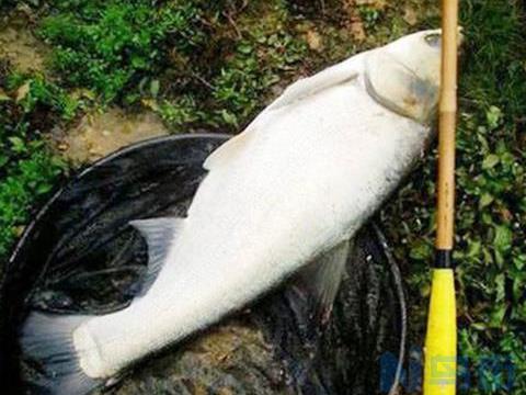 手杆钓鲢鳙鱼用弹簧双钩需要上饵料吗？