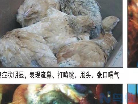 狗狗慢性支气管炎能吃鸡肉吗？