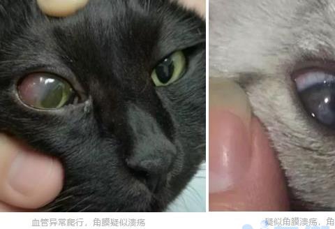 猫咪外眼角发红？