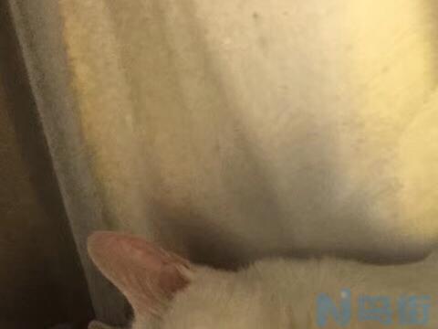 肾衰竭的猫咪肚子涨得特别大？