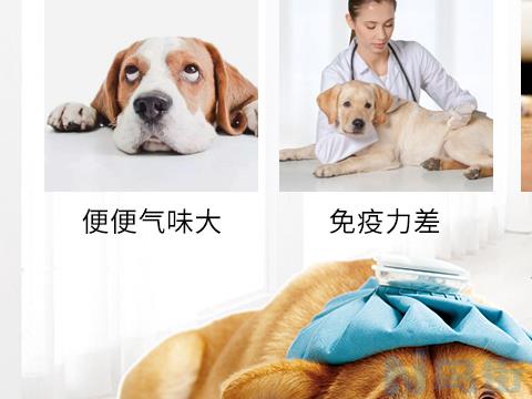 狗冠状能吃益生菌么？