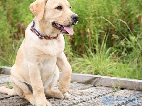 拉布拉多幼犬可以吃鸡蛋吗？