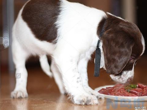 狗狗低血钙能吃鸡肉吗？