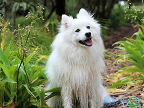 幼犬可以喂狐狸饲料吗？