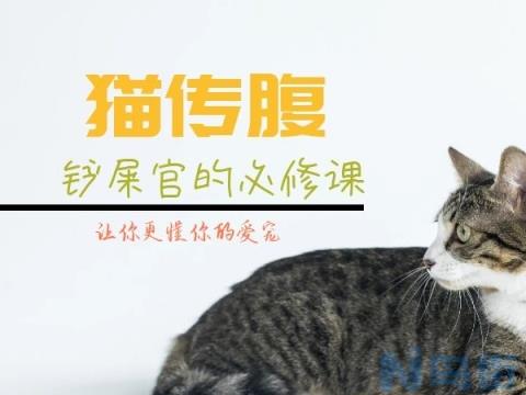 猫赖氨酸能预防传腹吗？