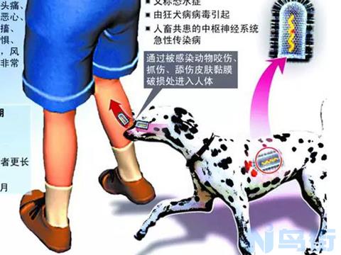 诊断活狗狂犬病的6条标准？