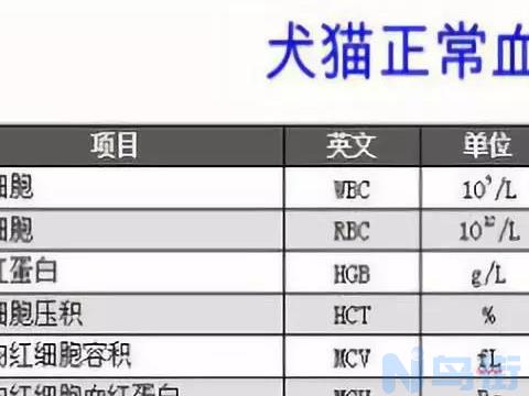猫咪胰腺炎血常规？