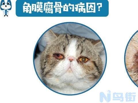 猫咪角膜腐骨自愈？