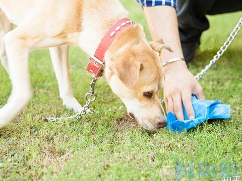 狗狗冠状病毒不吐大便正常？