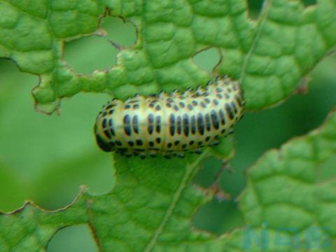 怎样防治蝶、蛾类害虫？