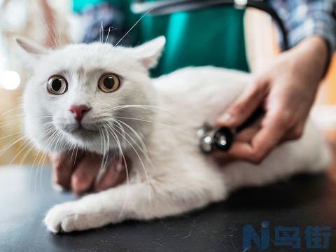 胆子小的猫咪更容易的猫传腹吗？