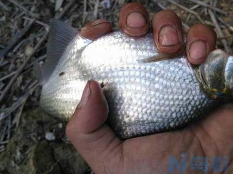 鳊鱼钓法钓鳊鱼的最佳方法？