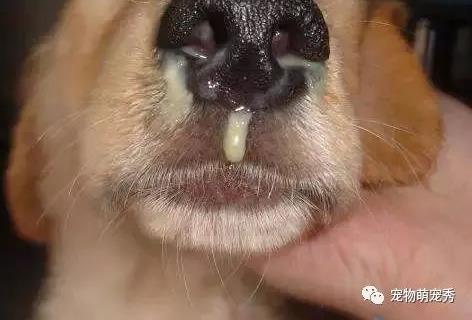 犬狗感冒可以吃板兰根吗？