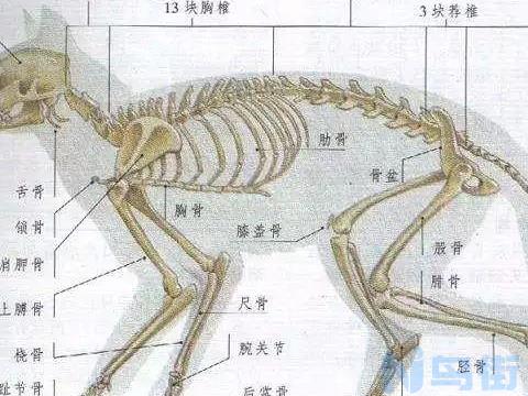 猫喉咙下方有一块凸起的骨头？