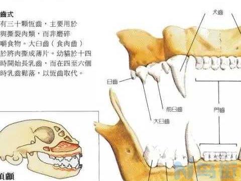 根据牙齿判断狗的年龄？