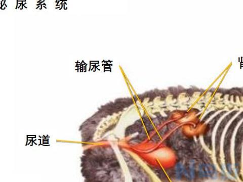 狗狗肾衰竭好转反应？