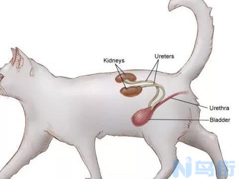 蓝猫尿道结石尿道改道？