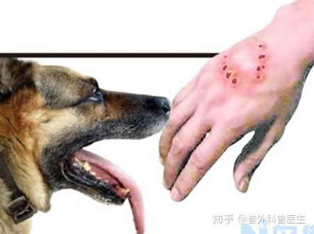 怎么知道狗有没有狂犬病？