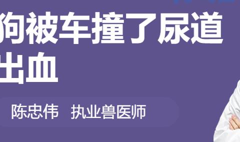 狗被车碾压尿道大出血？