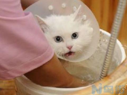 猫叫不出声音或特别哑？